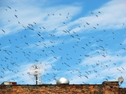 Birds-antenna_w180