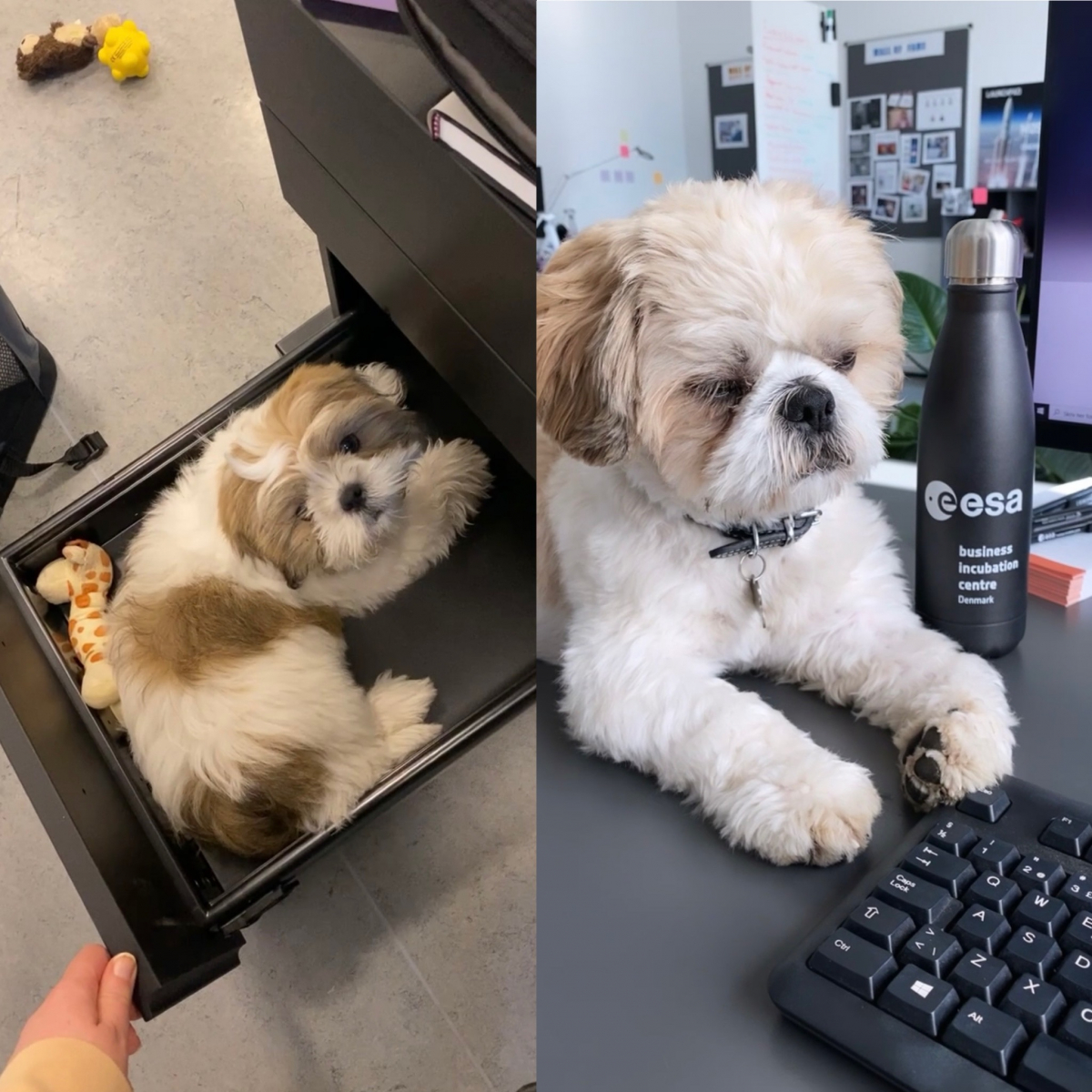 Carlo in action at the office from 12 weeks old to 12 months