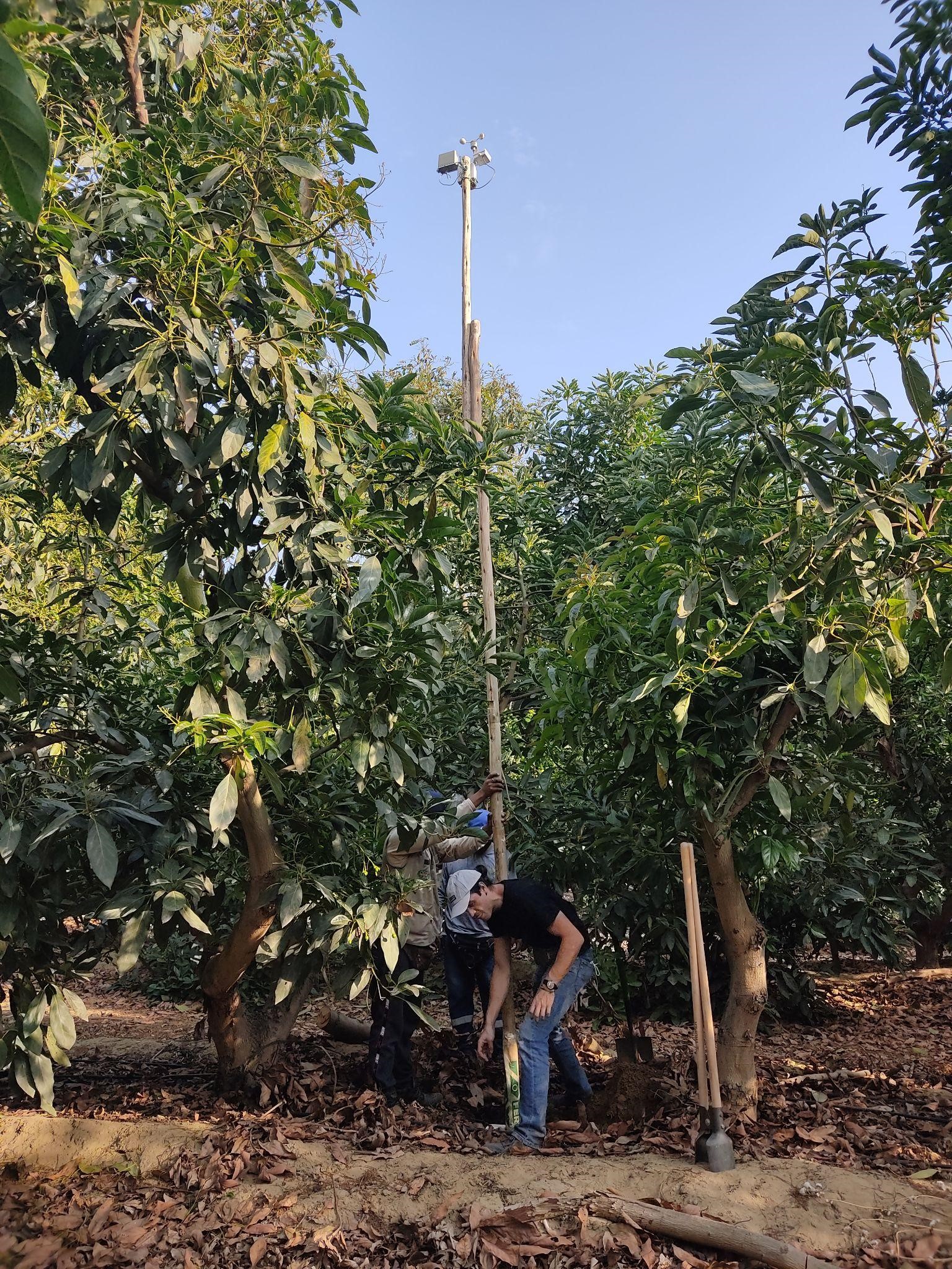 On the ground: One of WiForCrop’s local weather stations in the Peruvian avocado crop fields. Credit: WeatherForce